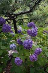 Obraz premium アジサイの花
