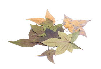 Autumn still life of maple leaves isolated on white
