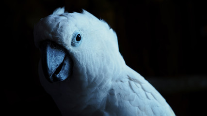 Say 