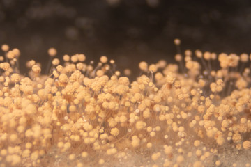 Aspergillus (mold) for Microbiology in Lab.