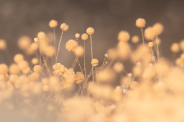 Aspergillus (mold) for Microbiology in Lab.