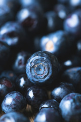Bilberry, wild berry close-up. Blueberry