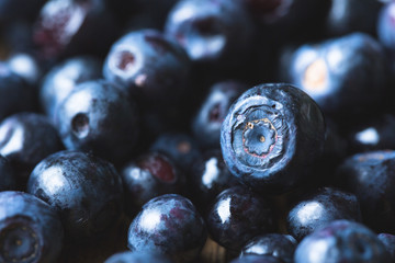Bilberry, wild berry close-up. Blueberry