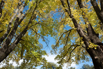 Autumn foliage