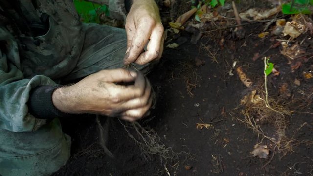 Wild root ginseng dig out. A close up of the most famous medicinal plant ginseng (Panax ginseng).
