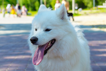 Fototapeta premium portrait of a dog