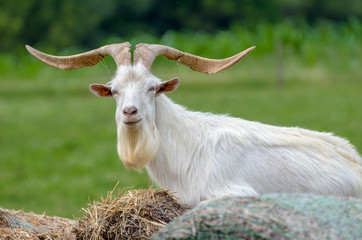 Goat with large horns and long beard sitting on a haystack