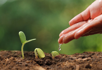 Agriculture. Growing plants. Plant seedling. Hand nurturing and water young baby plants growing in germination sequence on fertile soil with natural green bokeh background