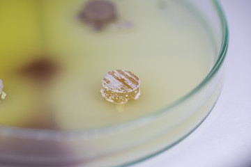 Backgrounds of Characteristics and Different shaped Colony of Bacteria and Mold growing on agar plates from Soil samples for education in Microbiology laboratory.