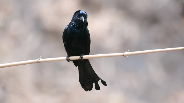 The Hair-crested Drongo or is a bird in Asia from the family Dicruridae which was conspecific with Dicrurus bracteatus or Spangled Drongo in which it can be tricky to differentiate from each other.