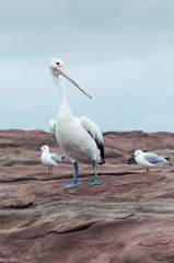 Pelican, Shell Harbour, Kiama, NSW, Australia