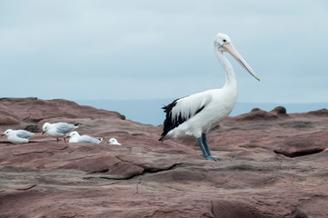 Pelican, Shell Harbour, Kiama, NSW, Australia