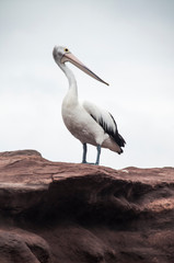 Pelican, Shell Harbour, Kiama, NSW, Australia