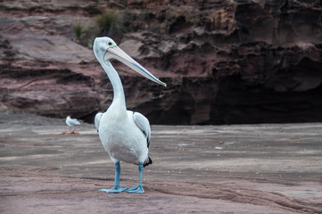 Pelican, Shell Harbour, Kiama, NSW, Australia