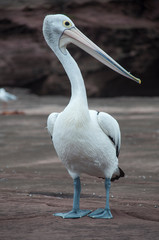 Pelican, Shell Harbour, Kiama, NSW, Australia