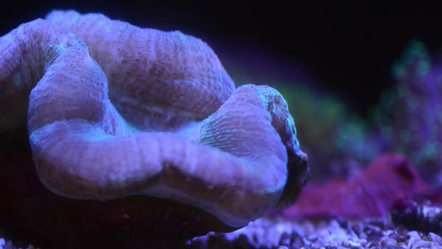 open brain coral feeding in underwater timelapse