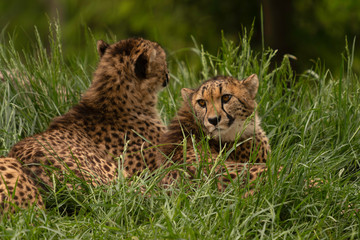 Two young cheetahs (Acinonyx jubatus) relaxing together in a field of tall green grass