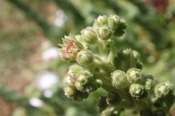 Blüten der Hauswurz