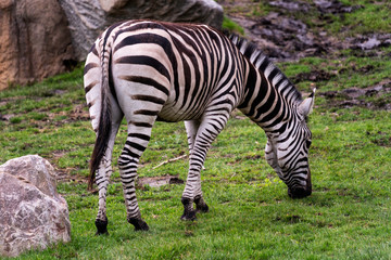 Fototapeta na wymiar plains zebra (Equus quagga) grazing in a field of green grass