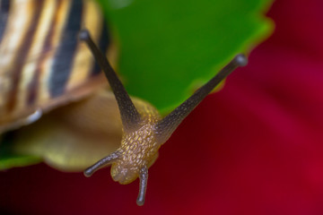 macro photo of a garden snail in summer season