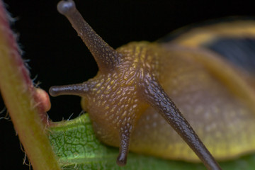 macro photo of a garden snail in summer season