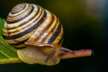 macro photo of a garden snail in summer season