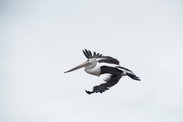 Pelican, Shell Harbour, Kiama, NSW, Australia