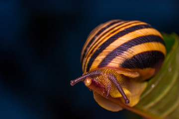 macro photo of a garden snail in summer season