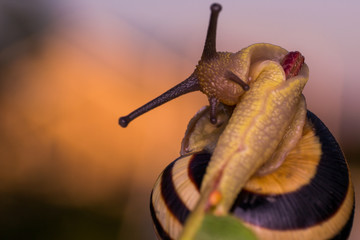 macro photo of a garden snail in summer season
