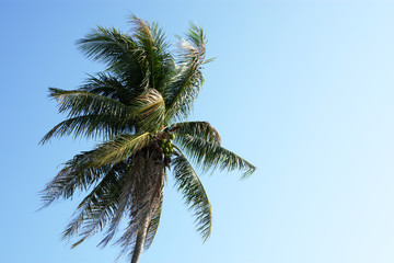 Obraz na płótnie Canvas Summer palm tree copy space article background travel