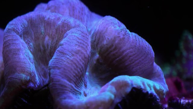 open brain coral feeding in underwater timelapse
