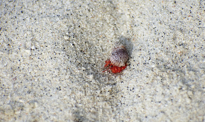 Small red hermit crab in shell on white sand beach
