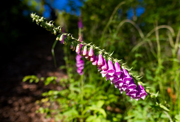 digitalis purpurea naparstnica purpurowa © Marcin