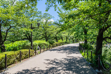 Fototapeta premium 上野恩賜公園 不忍池の遊歩道
