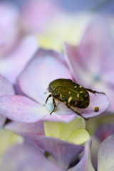 紫陽花と昆虫