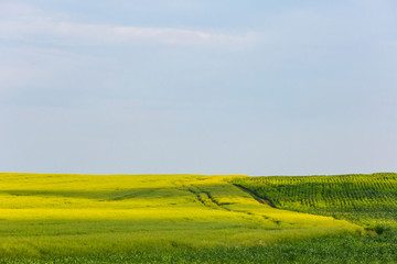 Green corn field and yellow rapeseed meadow. Farming landscape. Summer time