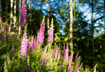 digitalis purpurea naparstnica purpurowa © Marcin