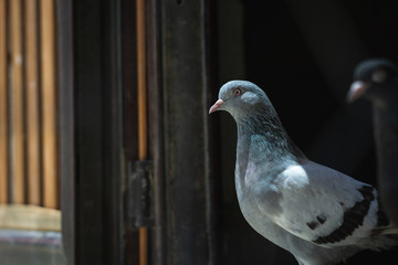 Portrait of a specific pigeon in a cage. Close image of beautiful pigeons of a different kind.