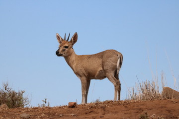 Duiker
