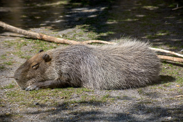 Naklejka premium capybara