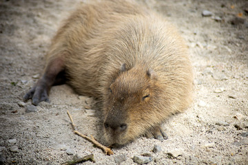capybara
