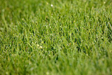 Up close photo of a grass covered in tiny water drops. Grass in a shallow depth of field