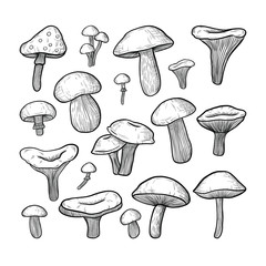 vector set of mushrooms: honey mushrooms, chanterelles, porcini, boletus, champignon. the style of engraving