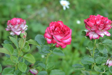 Two-color crimson roses with white against the backdrop of greenery in the garden