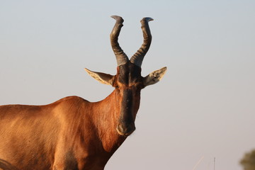 Rote Kuhantilope - Männchen