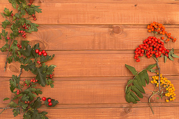 hawthorn berries and colored red Rowan with green leaves on an orange background of wooden boards