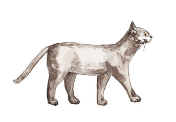 watercolor walking cat