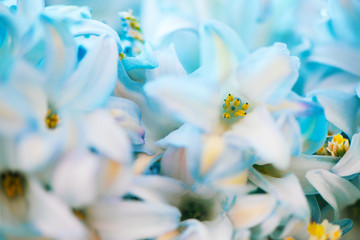 Abstract delicate blue floral background. Macro photography, flowers textured, fine art.