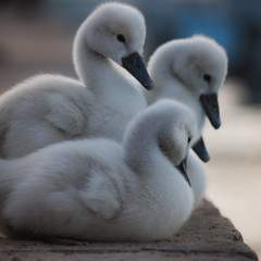 Mignons petits bébé cygnes au bord de l'eau en groupe serrés les uns contre les autres