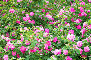 panorama of pink roses blossoming in ornamental garden